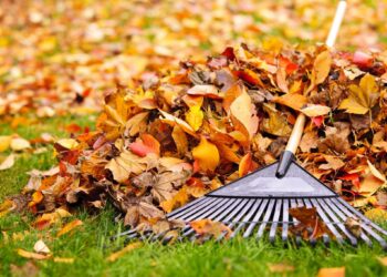 Afuera o adentro: tareas de otoño- invierno imprescindibles para tus plantas