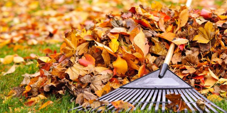 Afuera o adentro: tareas de otoño- invierno imprescindibles para tus plantas