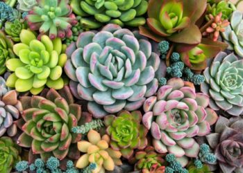 Tips para coleccionistas de cactus y suculentas