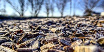 Abrigame ¡Tengo frío!: Cómo cuidar tus plantas de las heladas durante el invierno