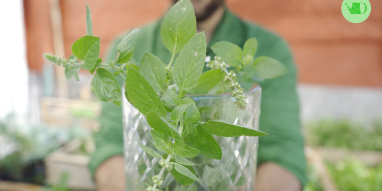 Como reproducir la albahaca Tulsi de la India