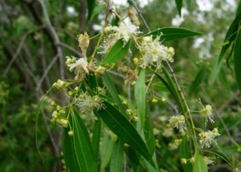 ANACAHUITA (Blepharocalyx salicifolius)