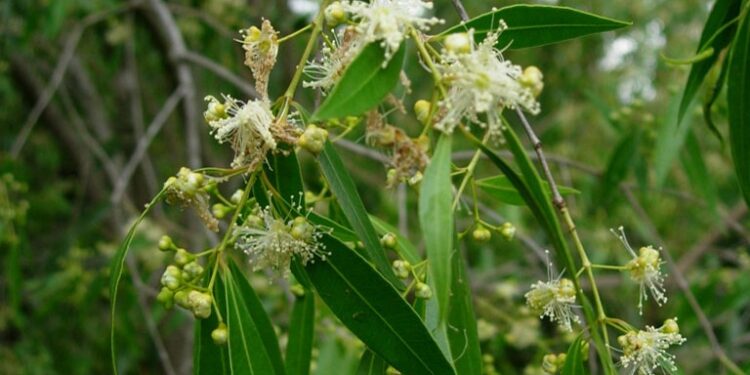 ANACAHUITA (Blepharocalyx salicifolius)