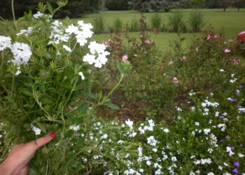 10 pasos claves para diseñar tu jardín, disfrutar de un espacio único y revalorizar tu propiedad