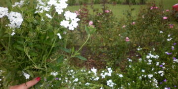 10 pasos claves para diseñar tu jardín, disfrutar de un espacio único y revalorizar tu propiedad