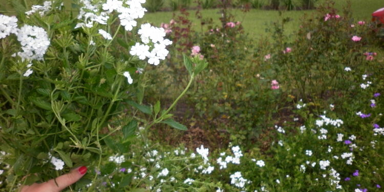 10 pasos claves para diseñar tu jardín, disfrutar de un espacio único y revalorizar tu propiedad