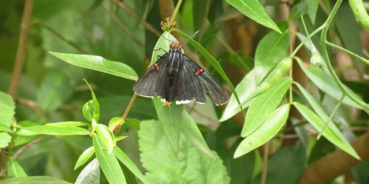 ANACAHUITA (Blepharocalyx salicifolius)