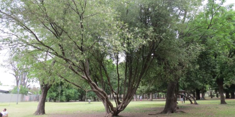 ANACAHUITA (Blepharocalyx salicifolius)