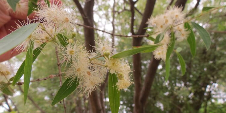ANACAHUITA (Blepharocalyx salicifolius)
