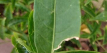 Hormigas: cómo actuar ante su presencia en el jardín