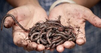 ¿Cuál es la clave de un exitoso compost casero?