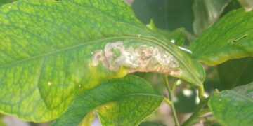 Alerta en tu jardín: lo que tenés que saber acerca del minador de cítricos