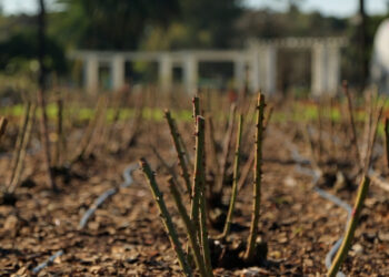 ¿Cómo se podan las rosas? Entérate en este video