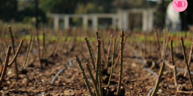 ¿Cómo se podan las rosas? Entérate en este video