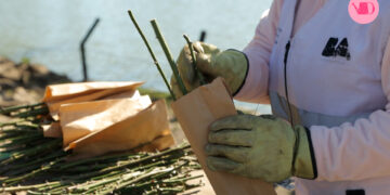 ¿Cómo plantar los esquejes de las rosas?