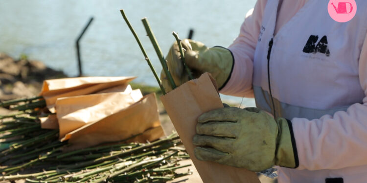 ¿Cómo plantar los esquejes de las rosas?