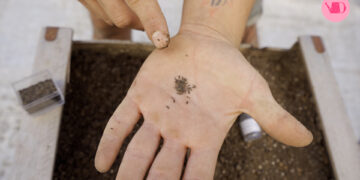 Paso a paso para sembrar lechuga y repollo