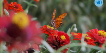 Un paseo por el jardín de Loli Clement