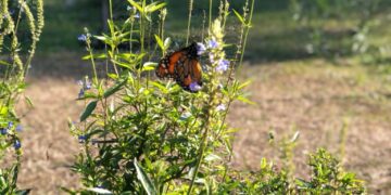 SALVIA CELESTE (Salvia uliginosa)
