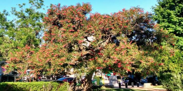 CEIBO (Erythrina crista galli)