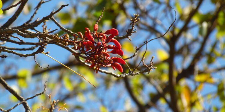 CEIBO (Erythrina crista galli)