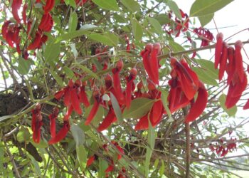 CEIBO (Erythrina crista galli)