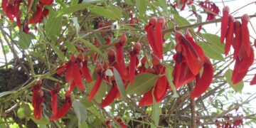 CEIBO (Erythrina crista galli)