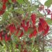 CEIBO (Erythrina crista galli)