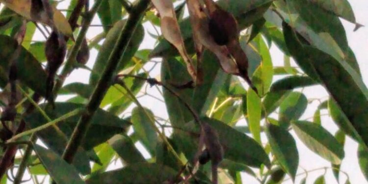 CEIBO (Erythrina crista galli)