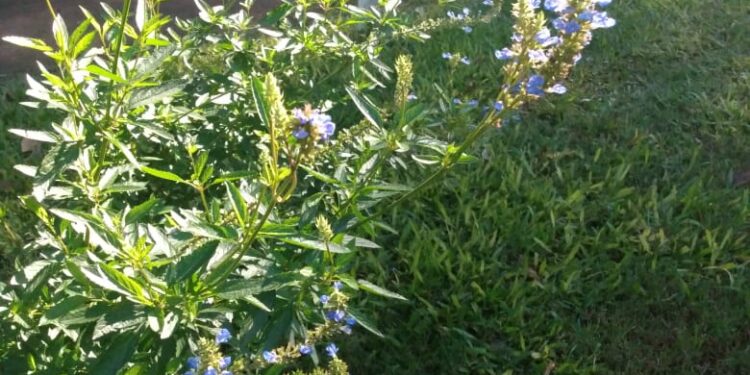 SALVIA CELESTE (Salvia uliginosa)