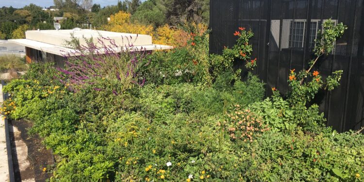 Paisajismo en la selva misionera: Ignacio Montes de Oca nos llama a vivirlo más allá de lo ornamental