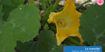 ¿Qué es la polinización, cómo hacerla y porqué es tan vital para la producción de alimentos?