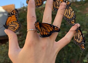 La maravillosa metamorfosis de la mariposa monarca ¡ Míralo aquí !