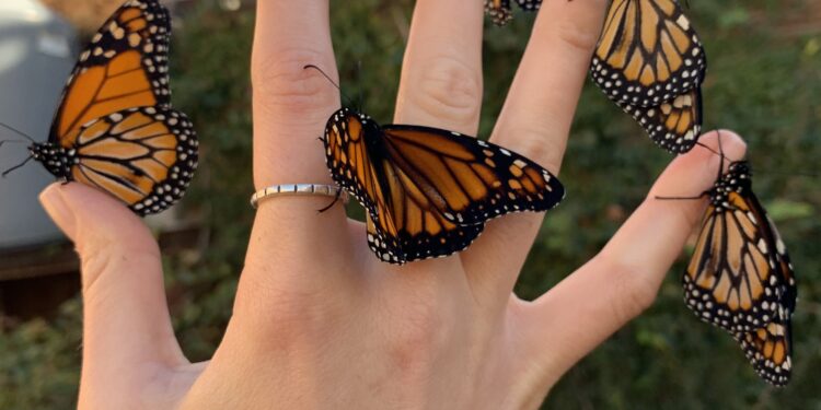 La maravillosa metamorfosis de la mariposa monarca ¡ Míralo aquí !