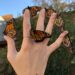 La maravillosa metamorfosis de la mariposa monarca ¡ Míralo aquí !