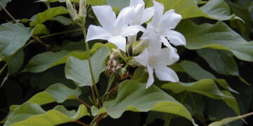 Trepadoras, aliadas del espacio