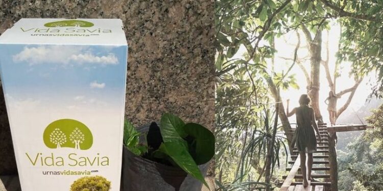 Vida verde después de la muerte: urnas biodegradables que convierten las cenizas en árboles