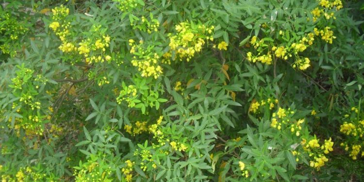 SEN DEL CAMPO (Senna corymbosa)