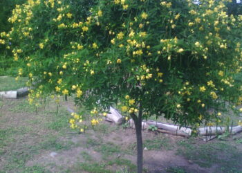 SEN DEL CAMPO (Senna corymbosa)