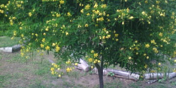 SEN DEL CAMPO (Senna corymbosa)