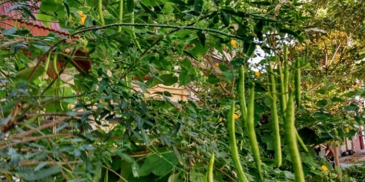 SEN DEL CAMPO (Senna corymbosa)