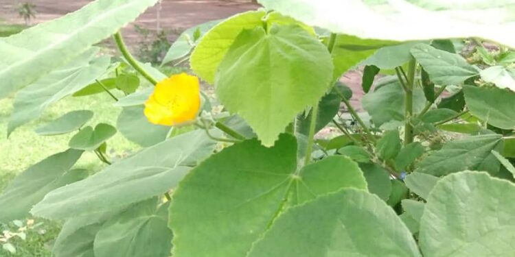 Malvavisco grande (Abutilon grandifolium )