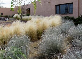 Paisajismo en Mendoza: Soledad Llames nos sumerge en el encanto de las xerófilas