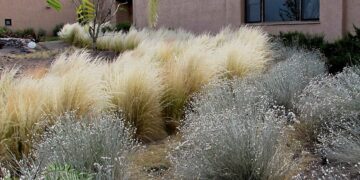 Paisajismo en Mendoza: Soledad Llames nos sumerge en el encanto de las xerófilas