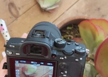 ¿Cómo reproducir suculentas? Te enseñamos con un Kalanchoe thyrsiflora