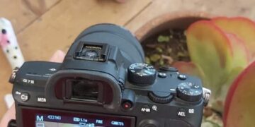 ¿Cómo reproducir suculentas? Te enseñamos con un Kalanchoe thyrsiflora