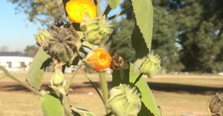Malvavisco grande (Abutilon grandifolium )