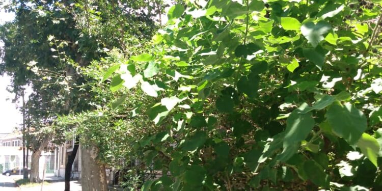 Malvavisco grande (Abutilon grandifolium )