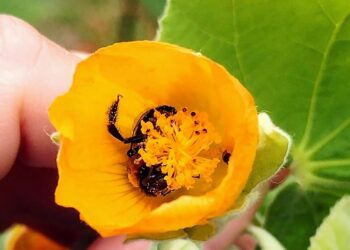 Malvavisco grande (Abutilon grandifolium )