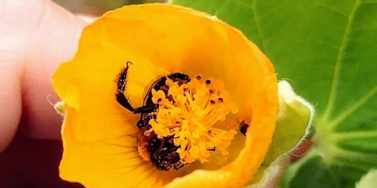 Malvavisco grande (Abutilon grandifolium )
